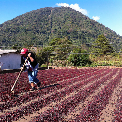 NEW! Limited Edition El Salvador Los Nogales