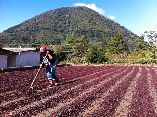 NEW! Limited Edition El Salvador Los Nogales